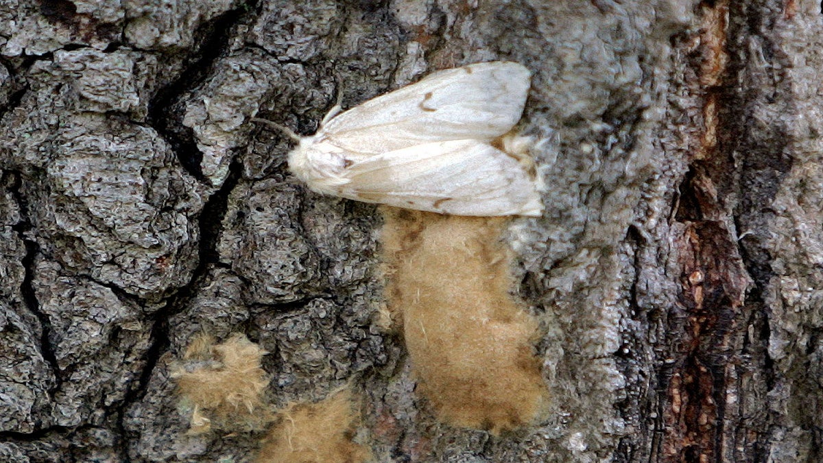A female Lymantria dispar moth lays her eggs on the trunk of a tree in the Salmon River State Forest in Hebron, Conn. (AP)