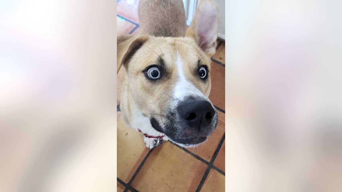 Woman Creates Expletive-Filled Adoption Page for 'Hellion' Foster Dog