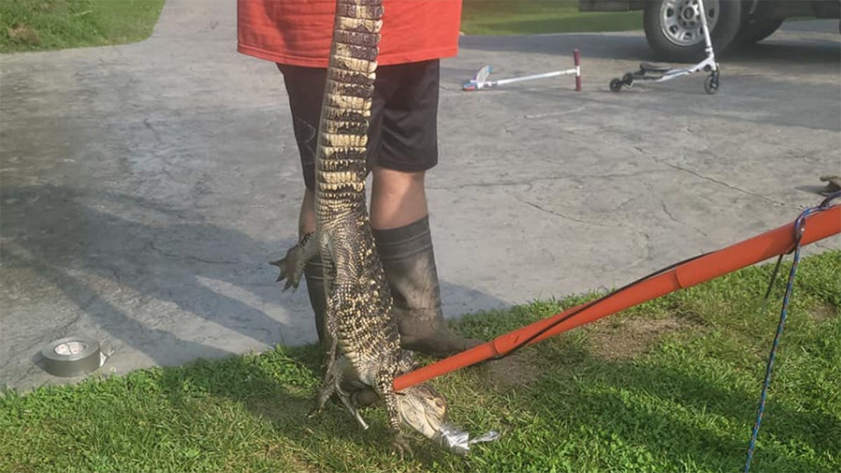 Missouri pet alligator