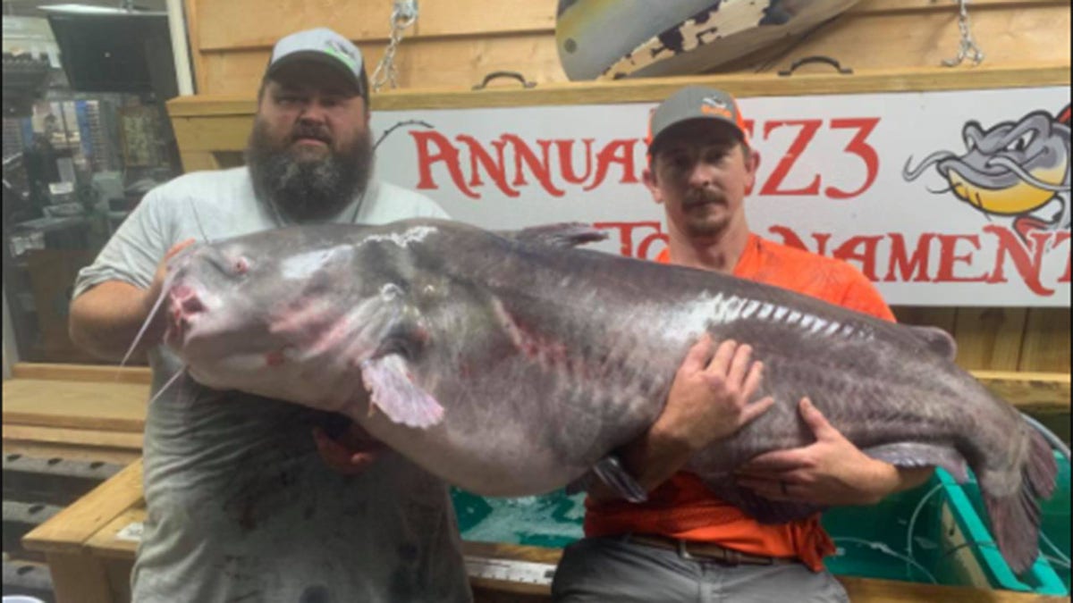 NC 127 lb catfish