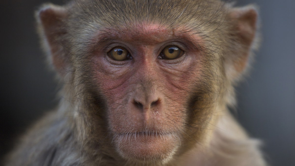 Photo of a monkey