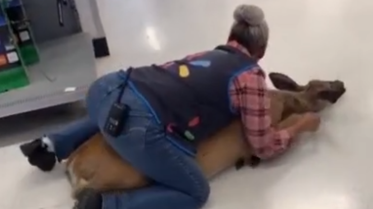 A deer entered a Walmart in Wisconsin and got restrained by one of the store’s workers, a viral first-hand video shows. The Wisconsin Department of Natural Resources tells Fox News that people should not repeat the actions shown in the viral clip. (Rebecca Pickel via Storyful)