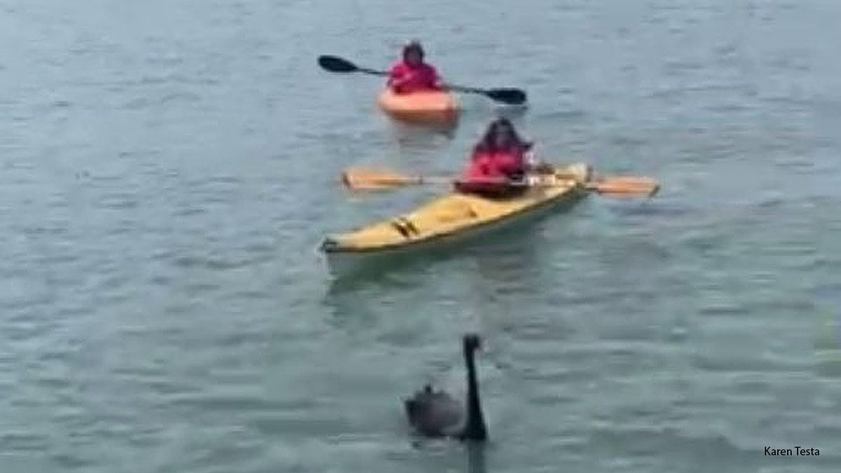 Two Australian black swans were found in Southold, New York after local Long Island residents formed a human chain to keep the birds safe. (Karen Testa of Turtle Rescue of the Hamptons)