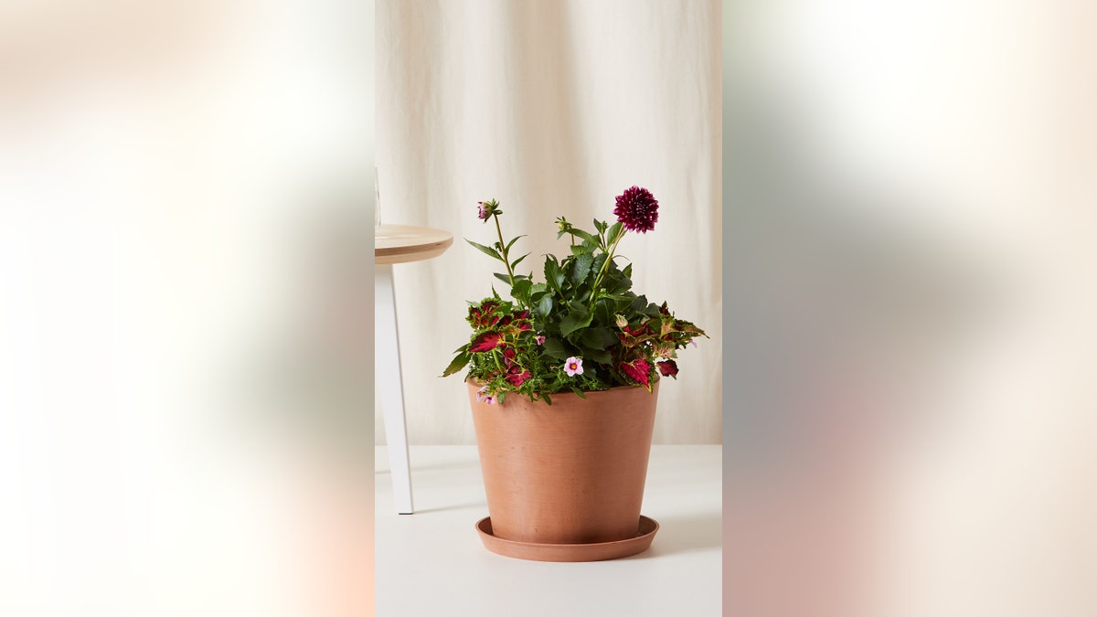 Choose from yellow begonias, red begonias, and red geraniums; each kit comes with a pot (choice of biodegradable paper pot or a Bloomscape ecopot planters) premium soil, time-release and all-purpose fertilizer, and detailed care instructions.