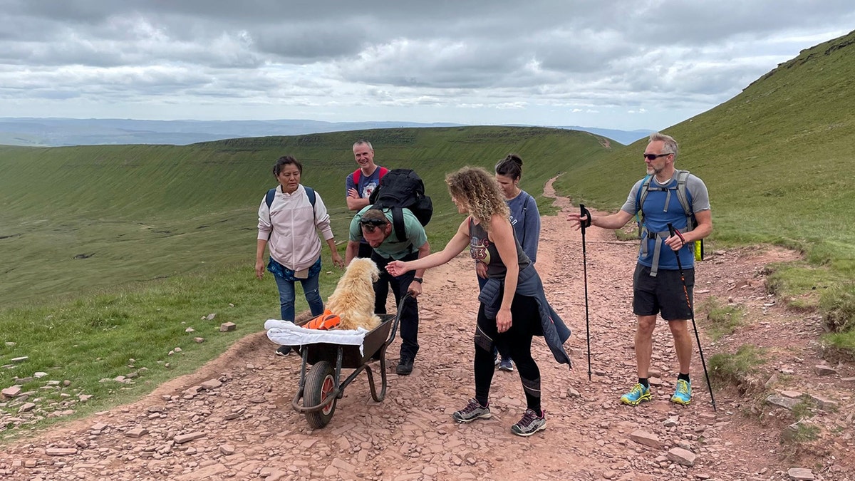 Ten-year-old Monty, a labradoodle, enjoyed exploring hills and walks all over the country with his owner, Carlos Fresco. 