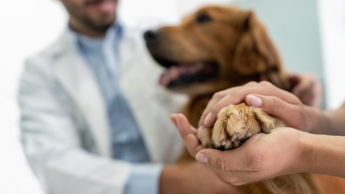 veterinarian holds dog paw