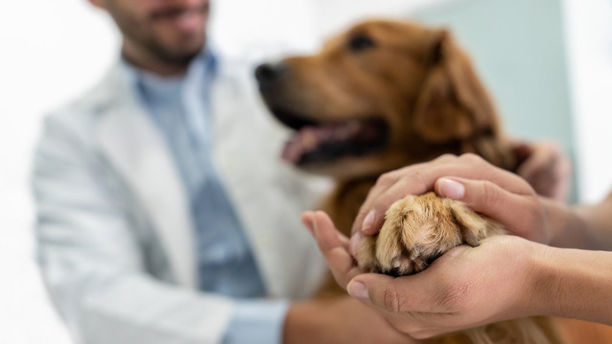 veterinarian holds dog paw