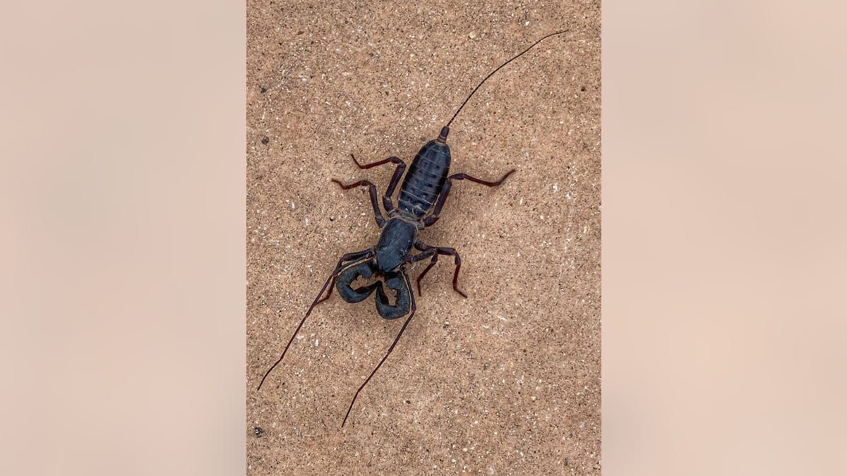 whip scorpion
