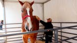 FILE - Jerry Gilbert brushes Big Jake at the Midwest Horse Fair in Madison, Wisc., in this Friday, April 11, 2014, file photo. The world’s tallest horse has died in Wisconsin. WMTV reported Monday, July 5, 2021, that the 20-year-old Belgian named “Big Jake” died several weeks ago. Big Jake lived on Smokey Hollow Farm in Poynette. Big Jake was 6-foot-10 and weighed 2,500 pounds. The Guinness Book of World Records certified him as the world’s tallest living horse in 2010. The farm’s owner, Jerry Gilbert, says Big Jake was a “superstar” and a “truly magnificent animal.” (AP Photo/Carrie Antlfinger, File)