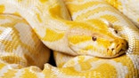 Albino burmese python. 7m long Snake.  Very shallow DOF. The grain and texture added.