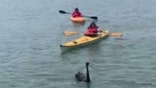 Black swan eventually rescued after kayakers guide the bird to the shore.