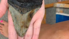 5-year-old seemingly finds ancient megalodon tooth while vacationing in South Carolina