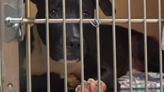 Animal shelters overwhelmed with more 'pandemic pets' being returned