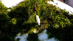 California, Florida fish mortality pinned to drought, climate change