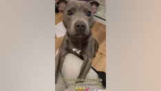 Dog’s adorable reaction to being called ‘beautiful’ goes viral