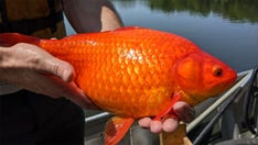 Over 20 large goldfish discovered in Minnesota lake, prompting warning from state officials