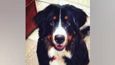 Dog trapped inside stolen truck taken on high-speed police chase