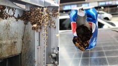 Police beekeeper removes swarm of 10K bees from NYC's Times Square