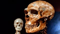 Just 7% of our DNA is unique to modern humans, study shows