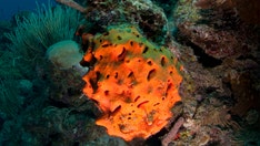 This fossil could be Earth's earliest known animal