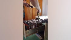 Snake hiding in filing cabinet surprises homeowner