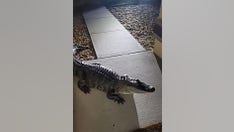 Alligator surprises Florida family in the middle of the night, damages house