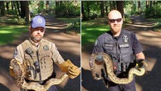 Washington authorities find 8 pythons in park prompting city to plead: ‘Do not release pets into the wild!'
