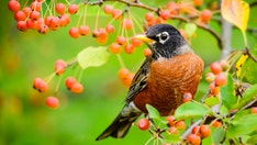 Eastern US sees Songbirds dying from mysterious illness, scientists ask public for help