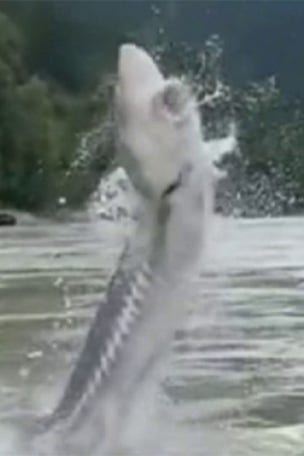 Huge fish LEAPS out of water