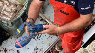 Lobsterman makes rare discovery in his traps