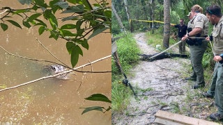 Florida good Samaritan uses dog leash to stop bleeding of biker attacked by alligator: report