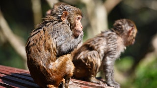 China reports first human case of Monkey B virus after veterinarian's death