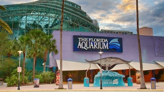 Heavy hearts: Aquarium announces the passing of 7 penguins