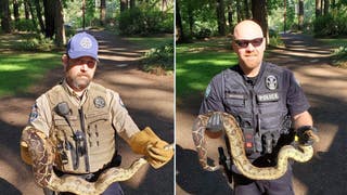 Washington authorities find 8 pythons in park prompting city to plead: ‘Do not release pets into the wild!'