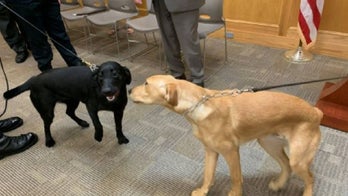 Massachusetts county first to use COVID-sniffing dogs
