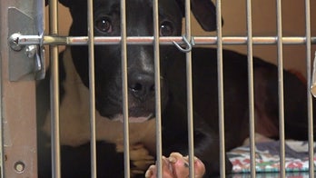 Animal shelters overwhelmed with more 'pandemic pets' being returned