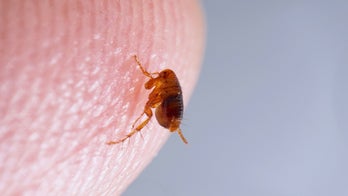 Colorado reports plague-infected fleas and animals, blames disease for 10-year-old’s death