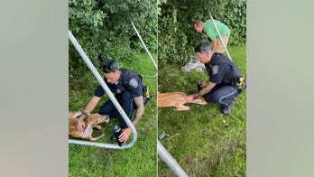 Police officer rescues deer caught in soccer net