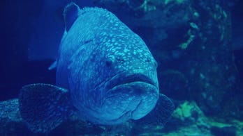Goliath groupers wash ashore in Florida during massive fish kill