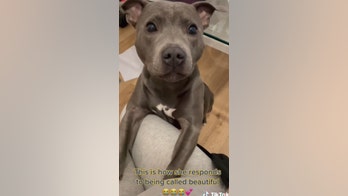Dog’s adorable reaction to being called ‘beautiful’ goes viral