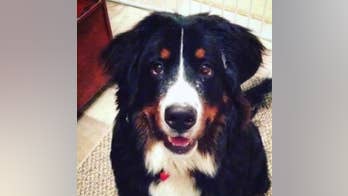 Dog trapped inside stolen truck taken on high-speed police chase