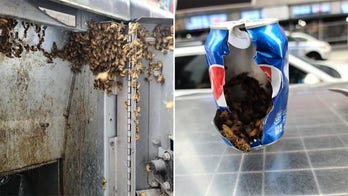 Police beekeeper removes swarm of 10K bees from NYC's Times Square