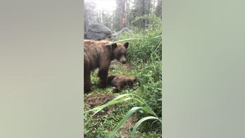 Bear cub killed by driver prompts heartbreaking warning from Yosemite Park ranger
