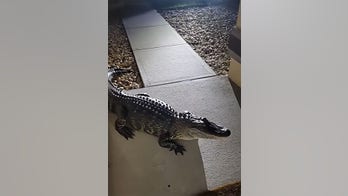 Alligator surprises Florida family in the middle of the night, damages house