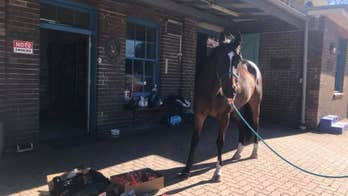 Australian man accused of punching police horse at COVID protest refuses virus test