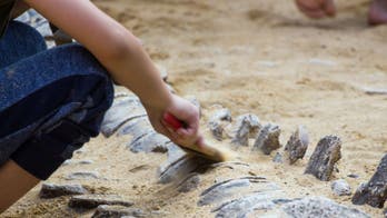 103-million-year-old dinosaur fossil found in Oregon