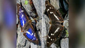 Blue or brown? Rare butterfly could spark internet debate similar to ‘the dress’