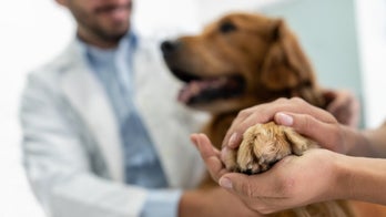 FDA grants lymphoma cancer treatment in dogs full approval