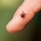 Connecticut reports its first case of tick-borne Powassan virus in 2022: What to know