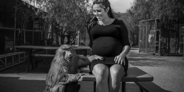 Colleen Wilson shared the spotlight with Chrissy the Baboon, a retired movie animal, during her maternity shoot at Animal Tracks, Inc. (Christine Hilberg)